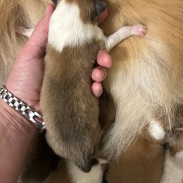 Jefferson - Sable and white male Collie puppy in Abilene, Texas from Regal Lassie's