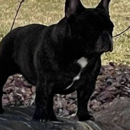 Bulldogs and French Bulldogs from LaBonte Bulldogs