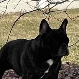 Bulldogs and French Bulldogs from LaBonte Bulldogs