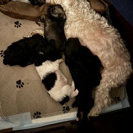 Miniature Schnauzer Puppies from Home Sweet Home Schnauzers