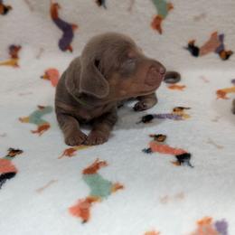 Light Green Boy - Fawn (isabella) and tan male Dachshund puppy in Cypress, California from Ferrario Dachshunds