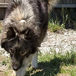 Gypsy - Siberian Husky
