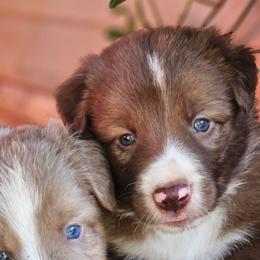Polo - Blue Collar - Red male Border Collie puppy in Courtland, Alabama from C Bar C Ranch Border Collies