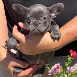 Skye-Lt Blue - Blue female French Bulldog puppy in Palm Coast, Florida from Calypso Island French Bulldogs
