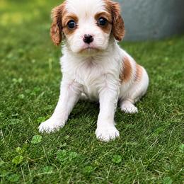 Cavalier King Charles Spaniel Puppies from King Charles