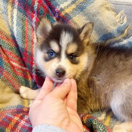 Emma - Wolf sable female Pomsky puppy in Bolton, Connecticut from Elle Pomsky