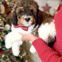 Bernedoodle, Cavapoo, and Goldendoodle Puppies from Blackberry Farm Puppies