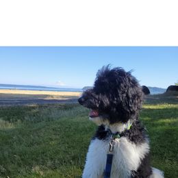 Goldendoodle Puppies from PDX PartiDoodles