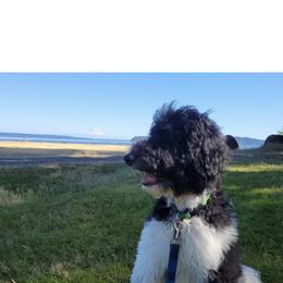 Goldendoodle Puppies from PDX PartiDoodles