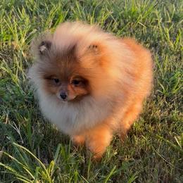 Jingle - Red sable male Pomeranian puppy in Orange Grove, Texas from Davis Poms