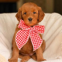Rally - Red  female Goldendoodle puppy in Hartwell, Georgia from BellaDoodles