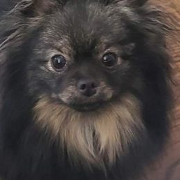 Pocus - Pomeranian