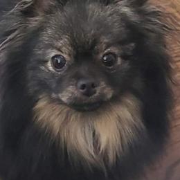 Pocus - Pomeranian