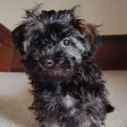 Camper - Gold sable male Havanese puppy in Kinston, North Carolina from Court Jester Havanese and Russian Salon Dogs