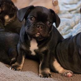 Bowser - Male Chocolate Tri - Tricolors male French Bulldog puppy in Phoenix, Arizona from ANE French Bulldogs