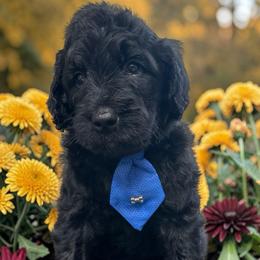 Patriot - Black male Goldendoodle puppy in Prosperity, Pennsylvania from Stelladoodles & Company