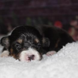 Heath - Black and tan female Pembroke Welsh Corgi puppy in Washington from Castle View Royal Rumps