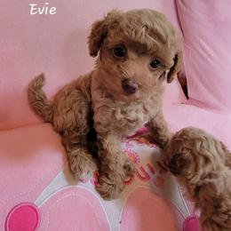 Evie - Red  female Poodle puppy in Montrose, Pennsylvania from Tales Of Joy