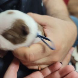 Boy 2 - Red male Boston Terrier puppy in Galveston, Indiana from Amanda's Terriers