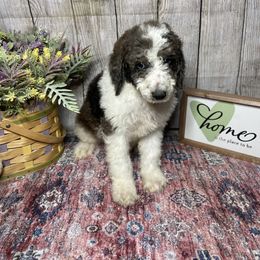 Cash - Parti Poodle puppy in Clinton, Tennessee from Melton’s Poodles and Newfs