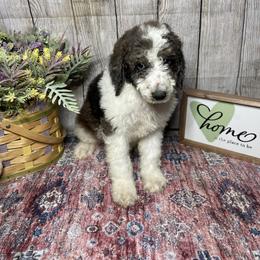 Cash - Parti Poodle puppy in Clinton, Tennessee from Melton’s Poodles and Newfs