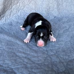 Girl 2 - Tri-color female Border Collie puppy in Centerville, Washington from Forthright Farms