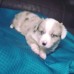 Chester - Red merle and white male Cardigan Welsh Corgi puppy in Myton, Utah from Cardigan Corgi Cuties 💓