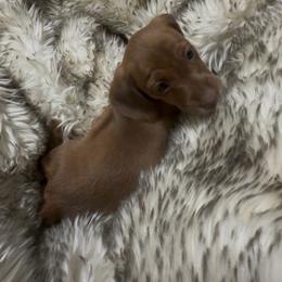 DO NOT FILL OUT APPLICATION UNLESS SERIOUS - Brindle male Dachshund puppy in Wisconsin from Sabe and Shabe’s Doxies