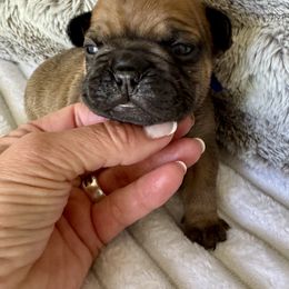 Bishop - Fawn male French Bulldog puppy in Renton, Washington from Laurel Canyon Kennels