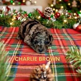 Charlie Brown - Merle male Goldendoodle puppy in Sterling, Connecticut from Justine’s Retrievers and Doodles