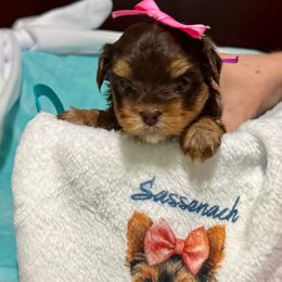Bright Pink - Chocolate and tan female Yorkshire Terrier puppy in Milton, Florida from Sassenach Yorkie Kennels