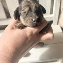 Dash 3500 - Cream male Dachshund puppy in Sylvania, Alabama from Yancey’s Doxies