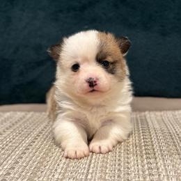 Bumble Bee - Sable female Pembroke Welsh Corgi puppy in Arcanum, Ohio from Weissway Corgis