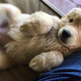 Golden Retriever Puppies from South Wind Kennel