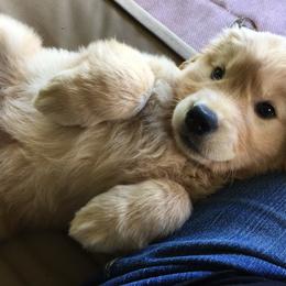Golden Retriever Puppies from South Wind Kennel