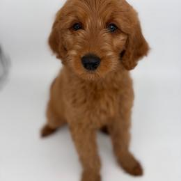 Galaxy - Red  female Goldendoodle puppy in Smithfield, Kentucky from KBK9 Kennels