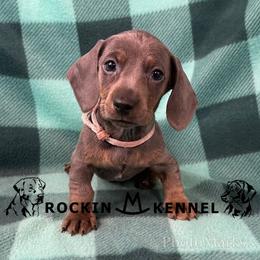 Pink - Blue and tan female Dachshund puppy in George West, Texas from Rockin M Kennel