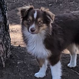 Boy 2 - Toy Australian Shepherd puppy in Bly, Oregon from Rockin AC Toy Aussies