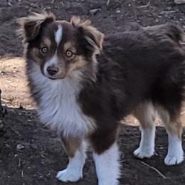 Boy 2 - Toy Australian Shepherd puppy in Bly, Oregon from Rockin AC Toy Aussies