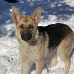 Taika - German Shepherd