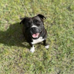 Beagles and Staffordshire Bull Terriers from Thor’s Beagles & Maha’s Staffy