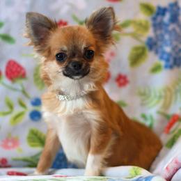 Schatzi - Red and white female Chihuahua puppy in Niagara County, New York from Coolballow Chihuahuas