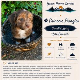 Pringles - female Australian Mountain Doodle puppy in Port Orchard, Washington from Yukon Harbor Doodles