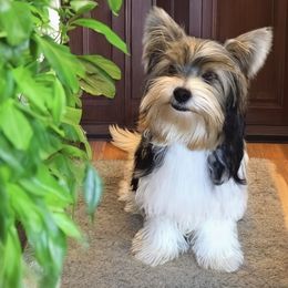 Hans - Biewer Terrier