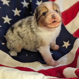 Australian Shepherd Puppies from Firelight Australian Shepherds