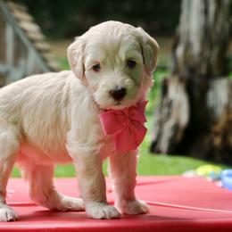 Pink - Caramel female Australian Labradoodle puppy in Milton, North Carolina from Good Day Doodles