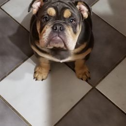 Shiloh - English Bulldog