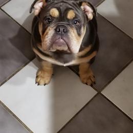 Shiloh - English Bulldog