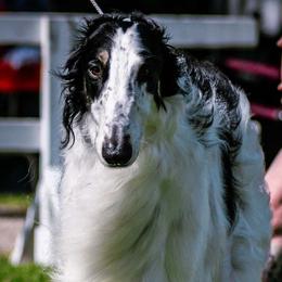 Borzoi All Grown Up from Emerald City Borzoi