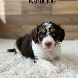 Kenickie - Parti male Poodle puppy in Washington, Pennsylvania from Patriotic Poodles